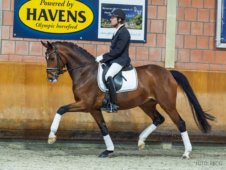 Hannoveraner Stute 6 Jahre 169 cm Brauner in Verden