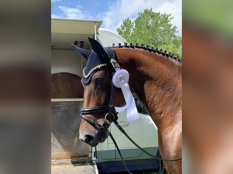 Hannoveraner Stute 6 Jahre 169 cm Brauner in Bremerhaven
