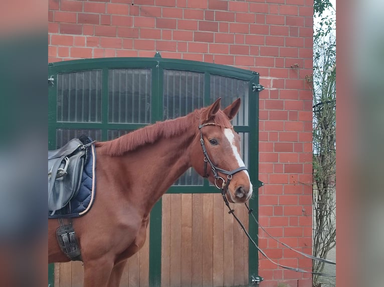 Hannoveraner Stute 6 Jahre 169 cm Dunkelfuchs in Verden (Aller)