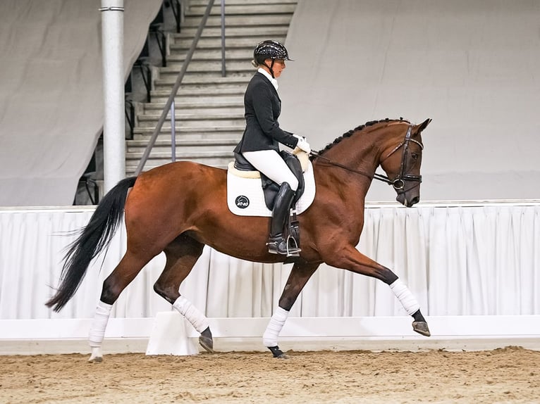 Hannoveraner Stute 6 Jahre 169 cm Rappe in Verden
