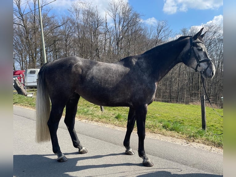 Hannoveraner Stute 6 Jahre 169 cm Schimmel in Overath