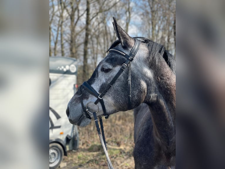 Hannoveraner Stute 6 Jahre 169 cm Schimmel in Overath