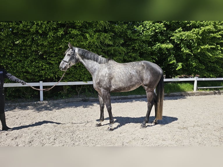 Hannoveraner Stute 6 Jahre 170 cm Apfelschimmel in Schwäbisch Gmünd