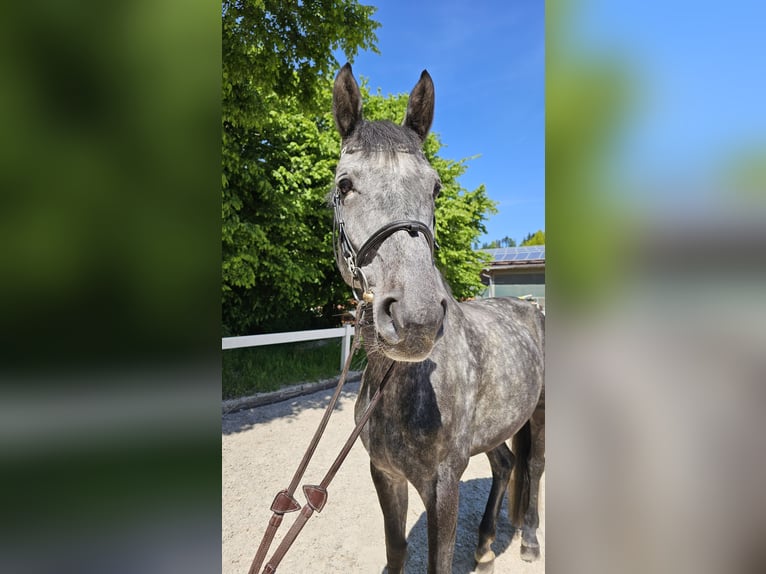 Hannoveraner Stute 6 Jahre 170 cm Apfelschimmel in Schwäbisch Gmünd
