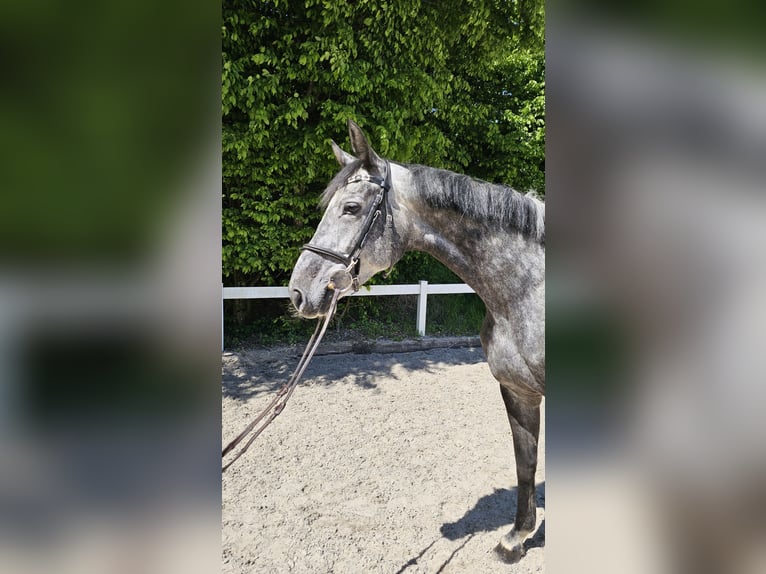 Hannoveraner Stute 6 Jahre 170 cm Apfelschimmel in Schwäbisch Gmünd