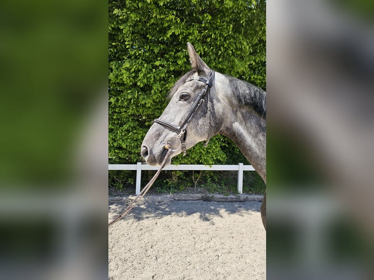 Hannoveraner Stute 6 Jahre 170 cm Apfelschimmel in Schwäbisch Gmünd