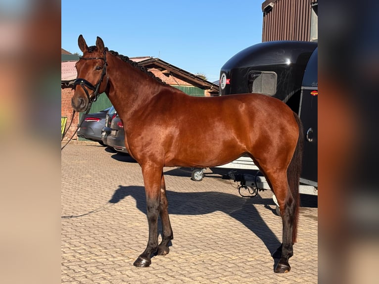 Hannoveraner Stute 6 Jahre 170 cm Brauner in Deinste