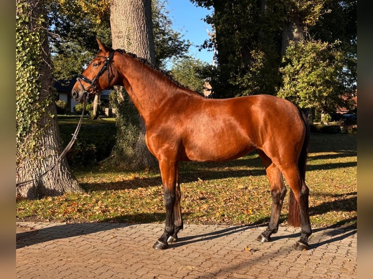 Hannoveraner Stute 6 Jahre 170 cm Brauner in Deinste