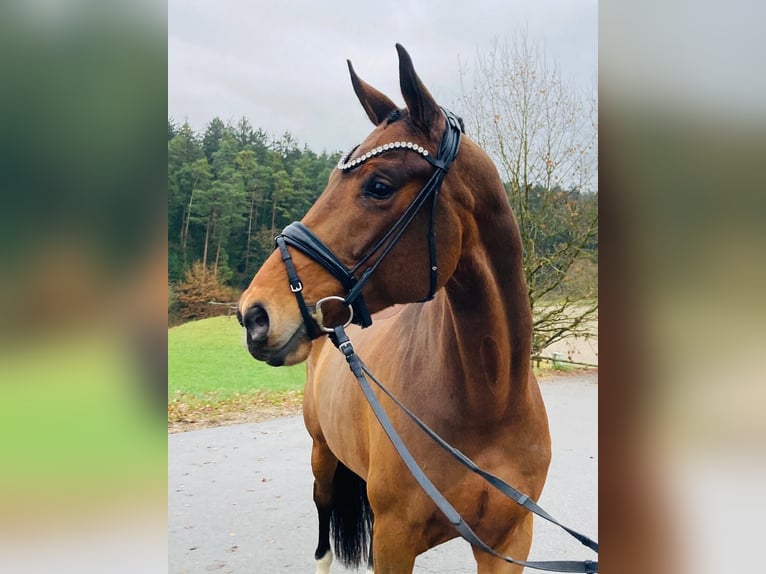 Hannoveraner Stute 6 Jahre 170 cm Brauner in Ostrach