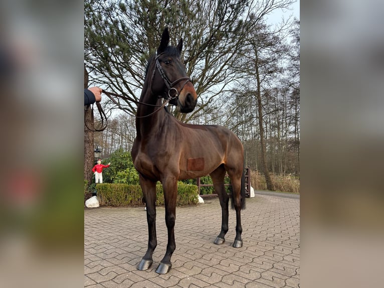 Hannoveraner Stute 6 Jahre 170 cm Brauner in Bremen
