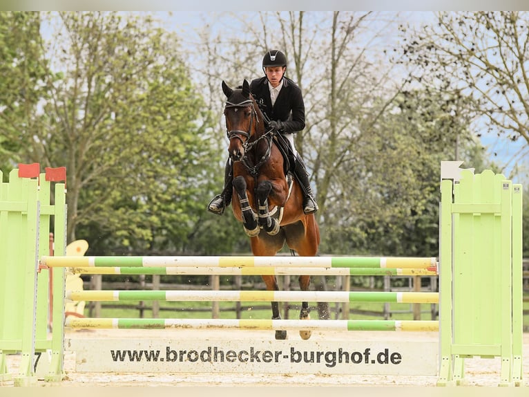 Hannoveraner Stute 6 Jahre 170 cm Brauner in Riedstadt