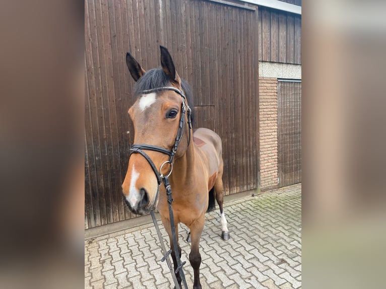 Hannoveraner Stute 6 Jahre 170 cm Brauner in Senden