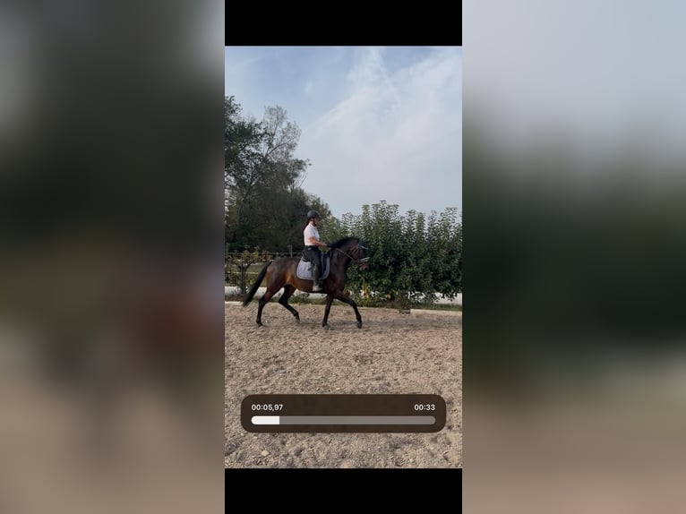Hannoveraner Stute 6 Jahre 170 cm  in Ingolstadt