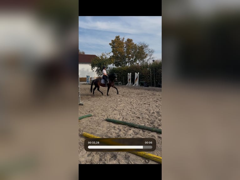 Hannoveraner Stute 6 Jahre 170 cm  in Ingolstadt