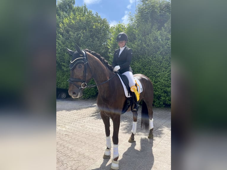 Hannoveraner Stute 6 Jahre 170 cm Dunkelfuchs in K&#xF6;nigswinter