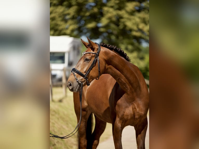 Hannoveraner Stute 6 Jahre 170 cm Dunkelfuchs in K&#xF6;nigswinter