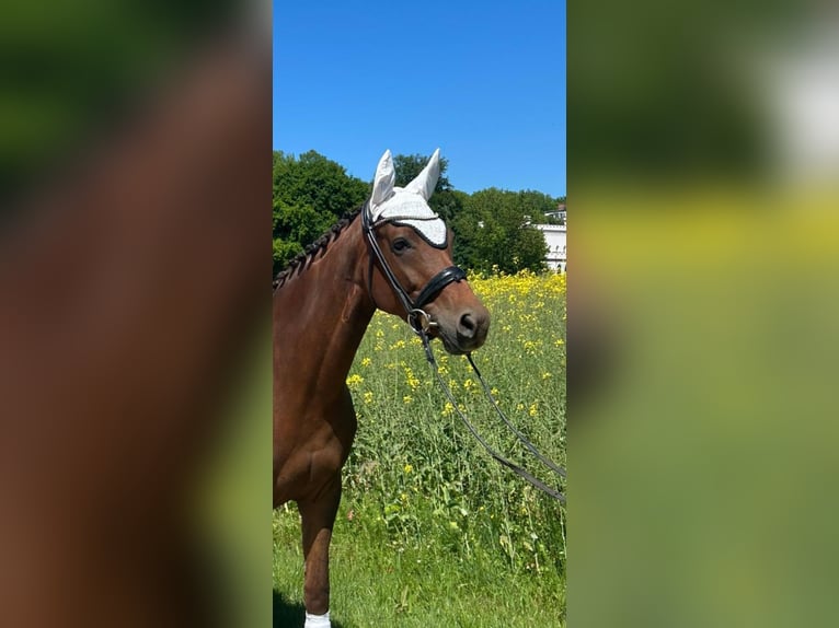 Hannoveraner Stute 6 Jahre 170 cm Dunkelfuchs in Worms