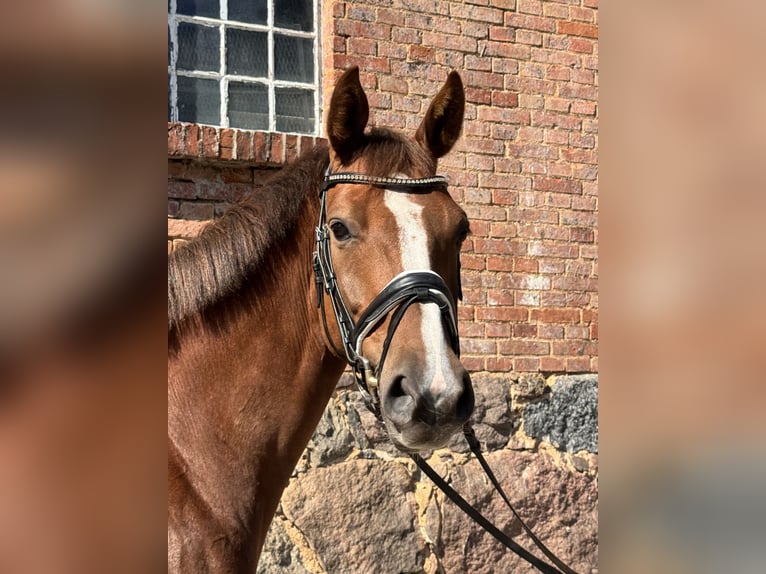 Hannoveraner Stute 6 Jahre 170 cm Dunkelfuchs in Ebstorf