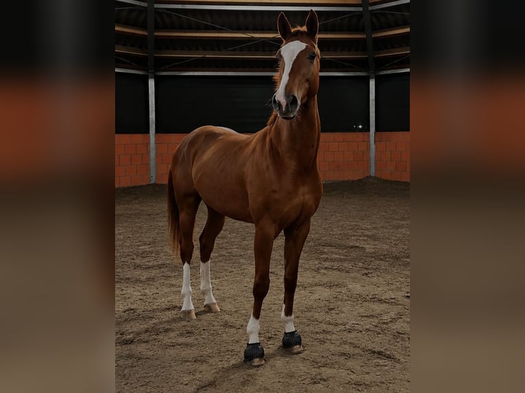 Hannoveraner Stute 6 Jahre 170 cm Dunkelfuchs in Stuhr