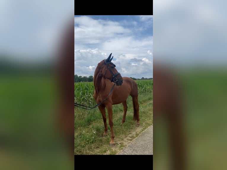 Hannoveraner Stute 6 Jahre 170 cm Fuchs in Neuenburg am Rhein