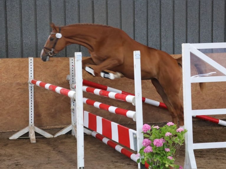 Hannoveraner Stute 6 Jahre 170 cm Fuchs in Wensin