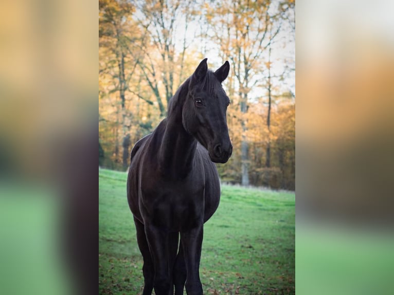 Hannoveraner Stute 6 Jahre 170 cm Rappe in K&#xFC;rten