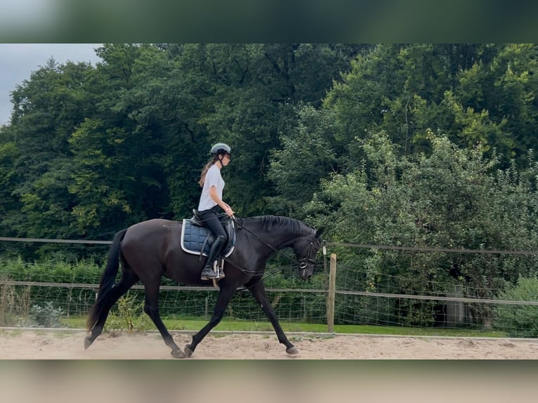 Hannoveraner Stute 6 Jahre 170 cm Rappe in K&#xFC;rten
