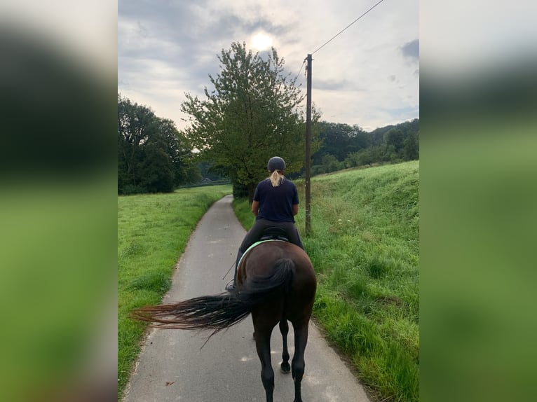 Hannoveraner Stute 6 Jahre 170 cm Rappe in K&#xFC;rten