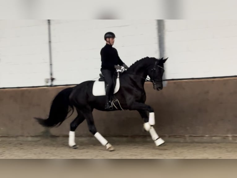 Hannoveraner Stute 6 Jahre 170 cm Rappe in Lohne (Oldenburg)