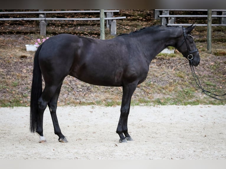 Hannoveraner Stute 6 Jahre 170 cm Rappe in Wuppertal