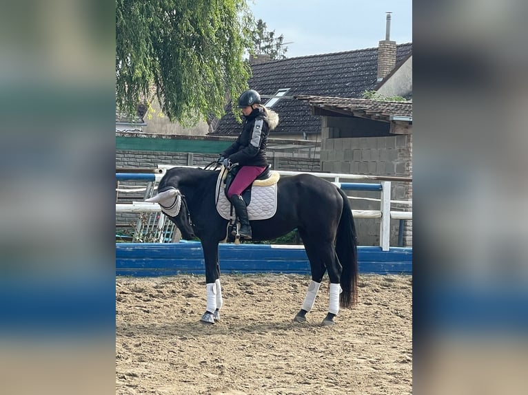 Hannoveraner Stute 6 Jahre 170 cm Rappe in Rabensburg