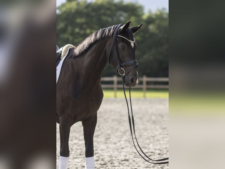 Hannoveraner Stute 6 Jahre 170 cm Schwarzbrauner in Friedeburg