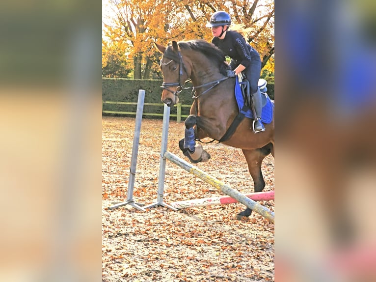 Hannoveraner Stute 6 Jahre 171 cm Brauner in Kempen