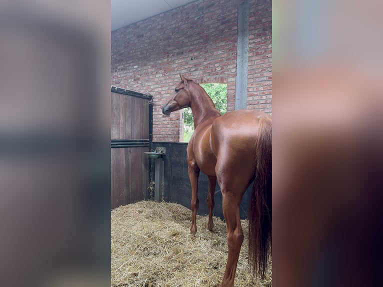 Hannoveraner Stute 6 Jahre 171 cm Fuchs in Klein Meckelsen