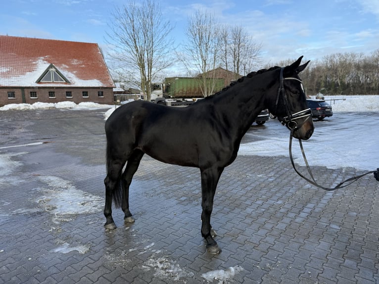 Hannoveraner Stute 6 Jahre 171 cm Schwarzbrauner in Westerstede