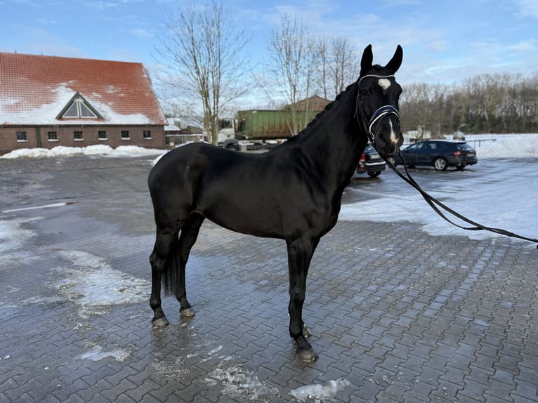 Hannoveraner Stute 6 Jahre 171 cm Schwarzbrauner in Westerstede