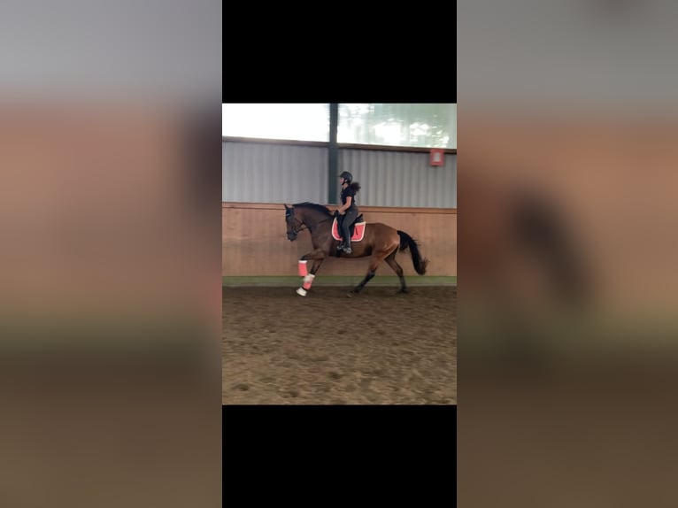 Hannoveraner Stute 6 Jahre 171 cm in Norderstedt