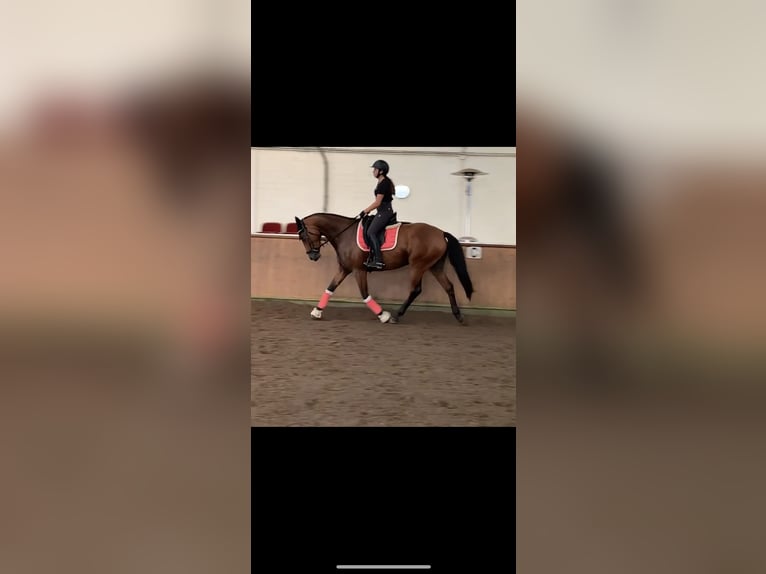 Hannoveraner Stute 6 Jahre 171 cm in Norderstedt