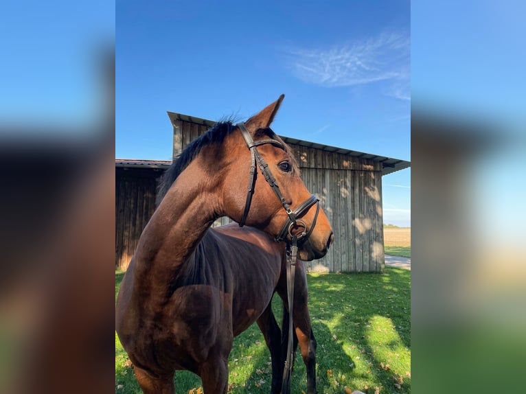 Hannoveraner Stute 6 Jahre 172 cm Brauner in Rehlingen