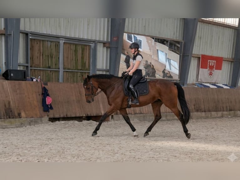Hannoveraner Stute 6 Jahre 172 cm Brauner in Rehlingen