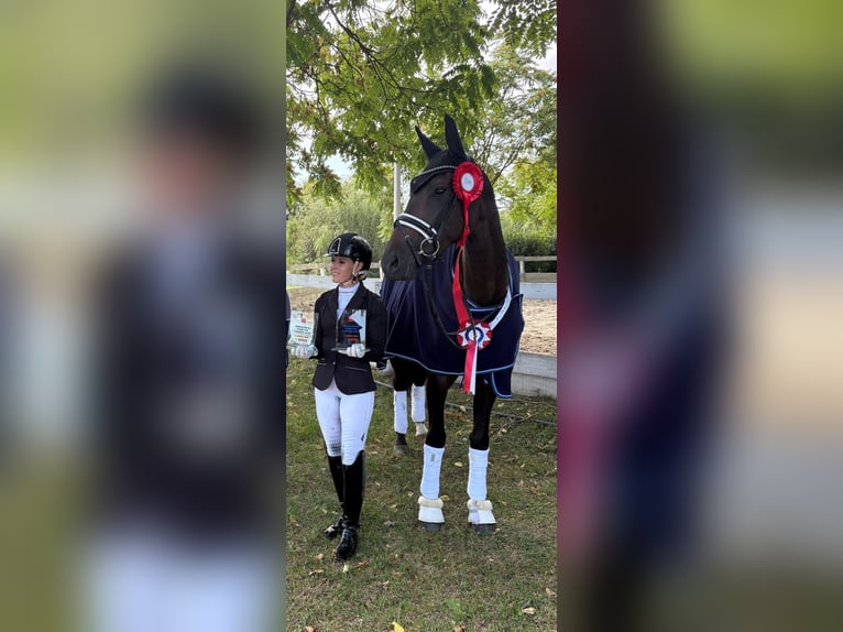 Hannoveraner Stute 6 Jahre 172 cm Dunkelbrauner in Beretinec