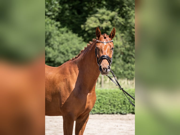 Hannoveraner Stute 6 Jahre 172 cm Fuchs in Brieselang