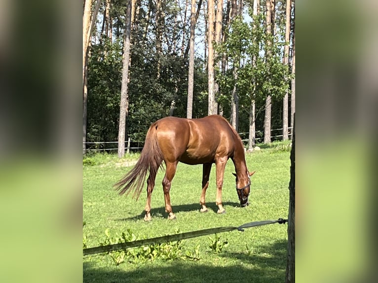Hannoveraner Stute 6 Jahre 172 cm Fuchs in Strausberg