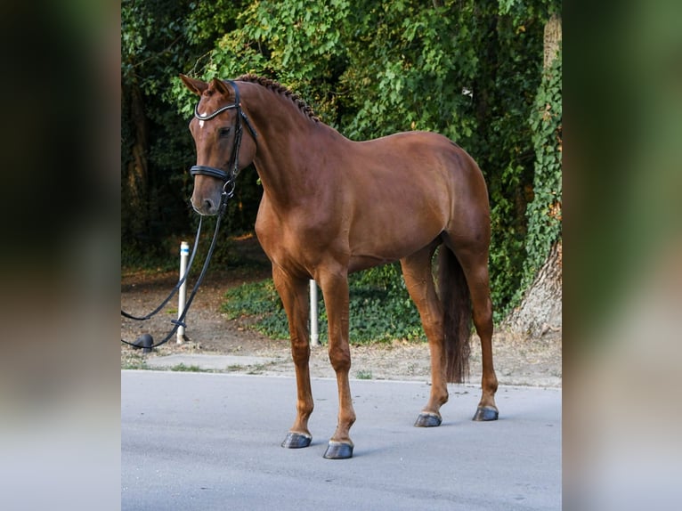 Hannoveraner Stute 6 Jahre 172 cm Fuchs in Budapest