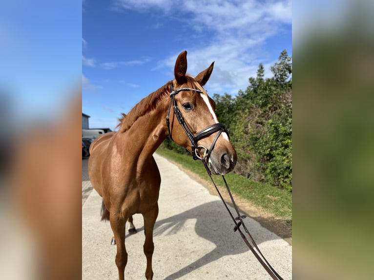 Hannoveraner Stute 6 Jahre 172 cm Fuchs in L&#xFC;beck