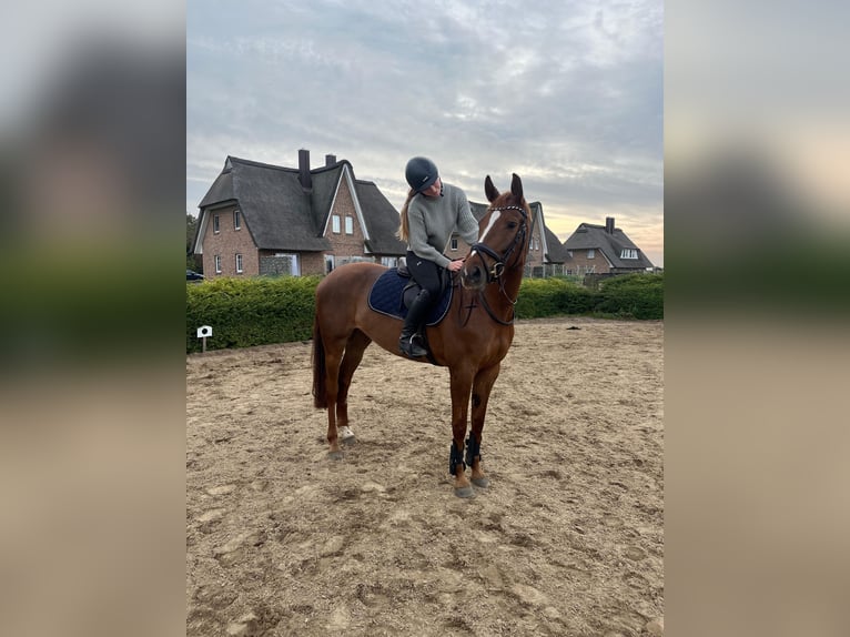 Hannoveraner Stute 6 Jahre 172 cm Fuchs in L&#xFC;beck