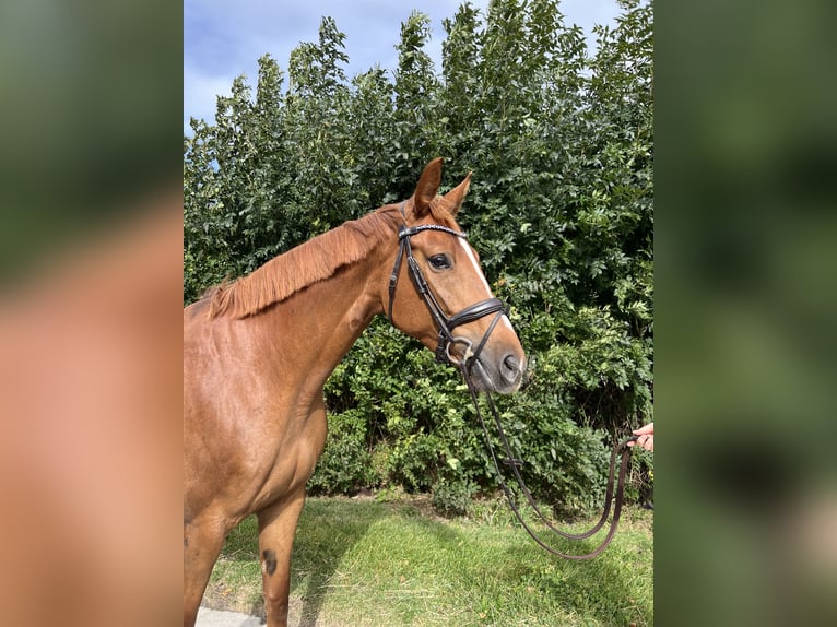 Hannoveraner Stute 6 Jahre 172 cm Fuchs in L&#xFC;beck