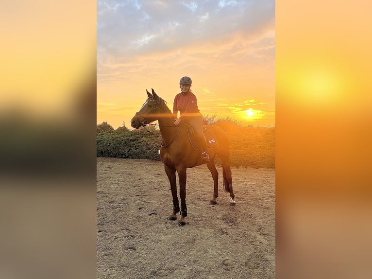Hannoveraner Stute 6 Jahre 172 cm Fuchs in L&#xFC;beck