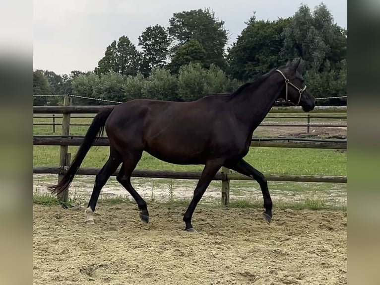 Hannoveraner Stute 6 Jahre 172 cm Rappe in Kevelaer