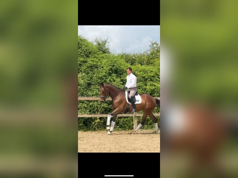 Hannoveraner Stute 6 Jahre 173 cm Brauner in Rosdorf